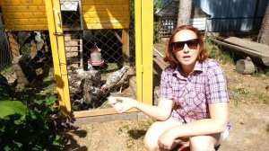 Крупные яйца. Правильно выбираем кур. Порода кур Пушкинская. Размер яйца