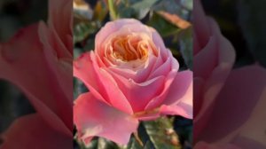 Моя любовь Вавузела)Чайно гибридная)Нидерланды De ruiter. 2011г.Vavuzela rose2011.