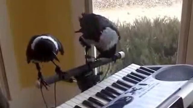 Улетное видео. Вороны играют на пианино!!! смотреть онлайн