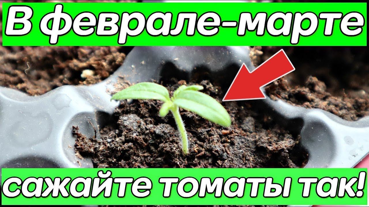 В феврале марте сажайте помидоры так! Как посадить томаты в торфяные таблетки?