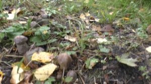 разведение лесных грибов в домашних условиях