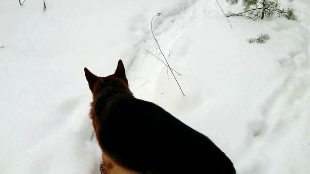 БАРС (Жойсен Лав) 30 ДЕКАБРЯ 20222 г смотреть онлайн