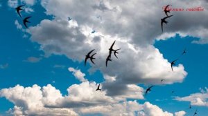 ДЛЯ ЧЕГО ПТИЦЫ ЛЕТЯТ НА ЮГ? / ПОЧЕМУЧКА