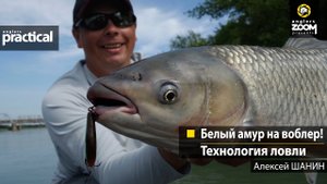 Белый амур на воблер! Технология ловли. Алексей Шанин