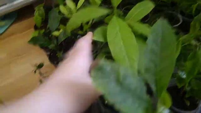 Отправляю растения почтой! Ваши заказы... смотреть онлайн