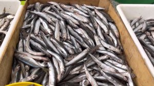 КИЛЬКА ПРЯНОГО ЗАВОДСКОГО ПОСОЛА.ПРИВОЗ ОДЕССА