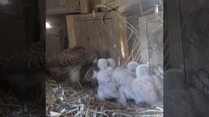 Сокол пустельга кормит птенцов #Shorts