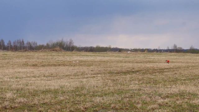 БОСКО БОКАРИ ЗИКИМО ФАНГЕЙ. ЧРКФ по курсингу. Ярославль 2021. смотреть онлайн