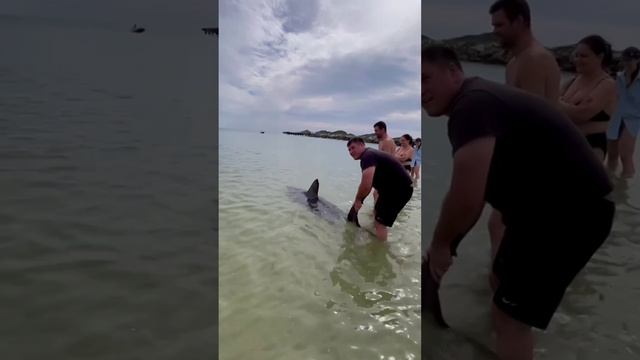 Отдыхающие на пляже в Приморье поймали акулу