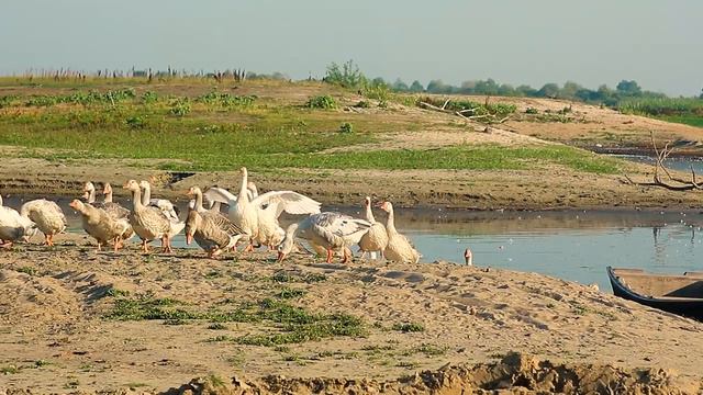 Прогулки с камерой наперевес смотреть онлайн