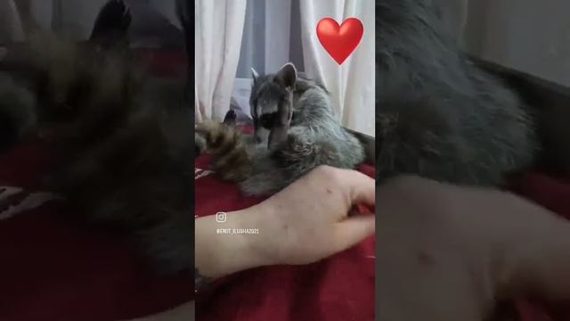 #ямыилюша #animal #raccoon #dog #помощьбездомнымживотным #cat #енотики #horse #животные #cute