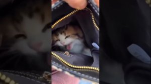 Самые смешные и милые котики и собаки 🐱🐶 #7