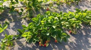 Дегустация первой клубники.?  Альба, Клери, Сандра, Сапоре. ?