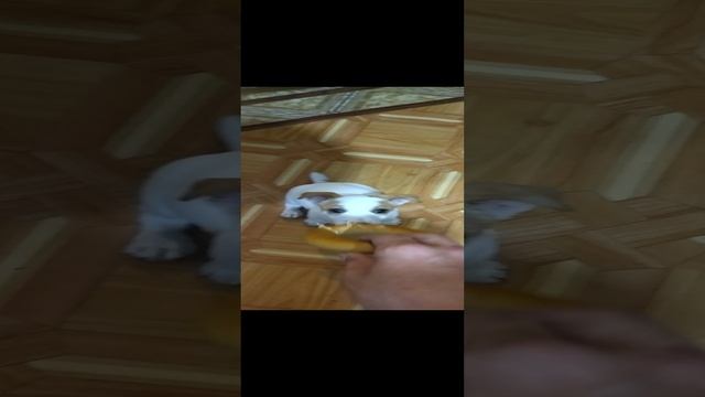 Бублик и Бобик смотреть онлайн