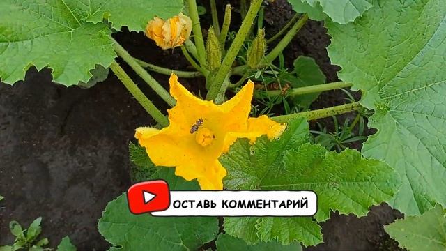 Зелёная аптека для огорода. часть 1. Крапива смотреть онлайн