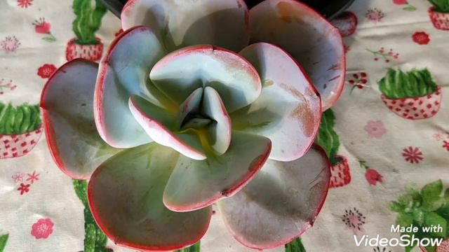 ECHEVERIA GILA💓 NOVA NA COLEÇÃO E TUDO QUE ACONTECEU COM ELA... смотреть онлайн