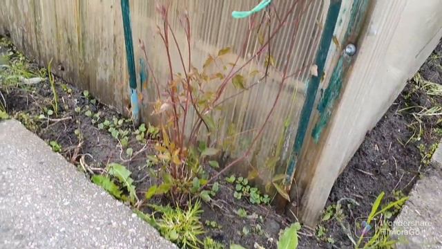 94. 4 Сотки. Томаты пасынковал и подвязал. Лук порей и огурцы. смотреть онлайн