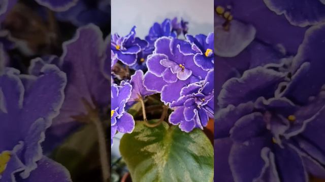 Мои фиалки. Октябрь 2022 смотреть онлайн