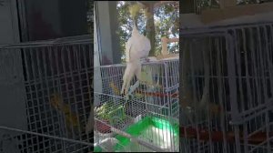 🦜прогулка попугаев на болконе🦜