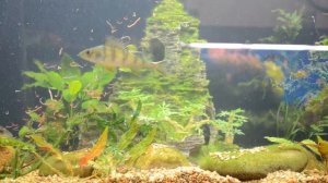 кормление речного окуня в аквариуме