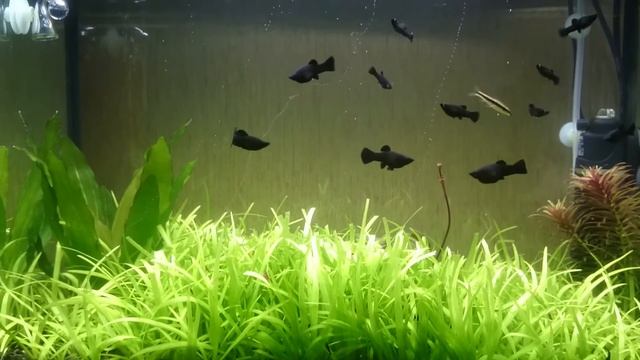 Подстриженная сагитария. смотреть онлайн