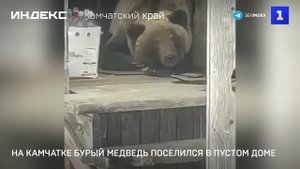 На Камчатке бурый медведь поселился в пустом доме