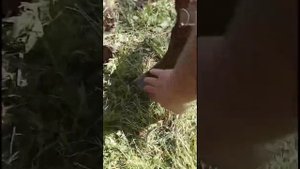 Пропелерный окучник БВВ