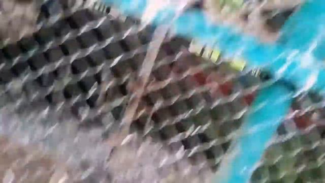 Побывал в зоопарке и увидел енота) смотреть онлайн