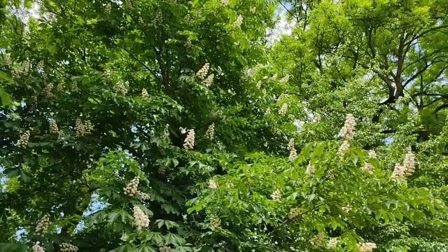 Перовы//Черная дыра//Обзор видео// смотреть онлайн