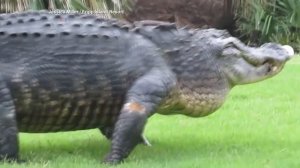 Гигантский аллигатор