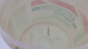 Блесна на окуня и судака. Игра блесны типа Мерседес-60.