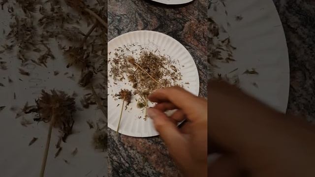 Collecting blanket flower seeds gaillardia смотреть онлайн