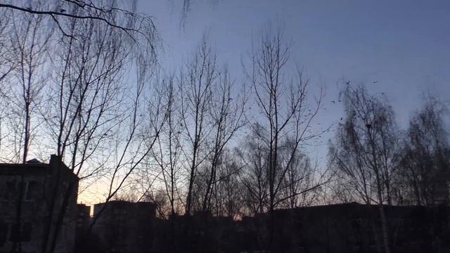 Как выгнать ворон за 1 секунду + крики сотни испуганных ворон для отпугивания других ворон любых