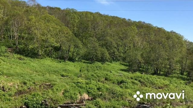 #прогулкавлесу Прогулка по лесу // собираю крапиву смотреть онлайн