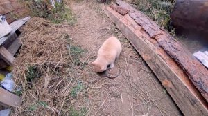 Кот поймал большую крысу