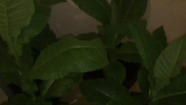 Плантация домашнего табака на балконе (70 дней от семечки). смотреть онлайн