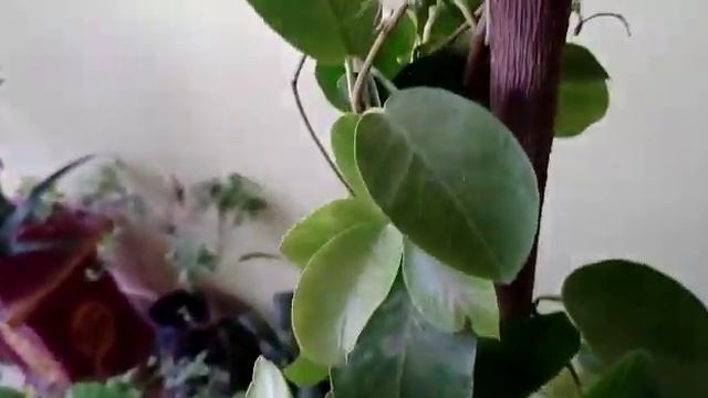 Allamanda & Mandevilla very different & very similar looking creepers that flowers throughout year смотреть онлайн