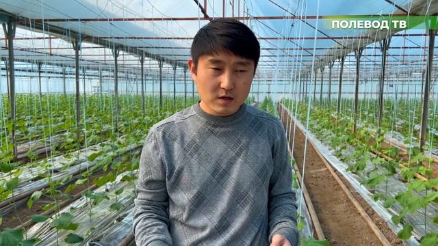 КАК ПОДОБРАТЬ ИНСЕКТИЦИД?! #теплица #агробизнес #инсектициды #вредители смотреть онлайн