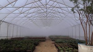 Туман в теплице