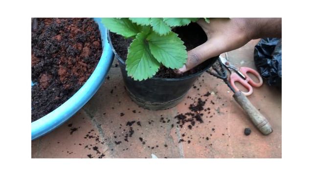 HOW TO GROW STRAWBERRY PLANT IN CONTAINER | garden of dreams by navin смотреть онлайн