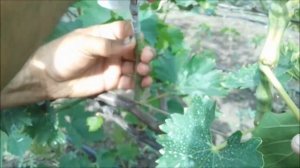 Виноград, прививки в ращеп и прививочным секатором