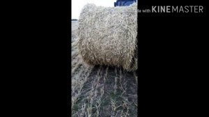 Заготовка соломы на зиму.