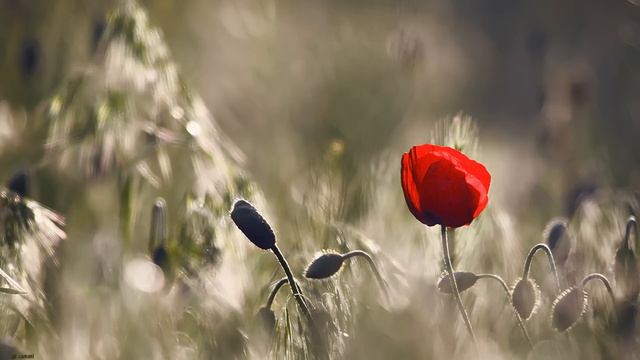 Synth - Second Visions смотреть онлайн