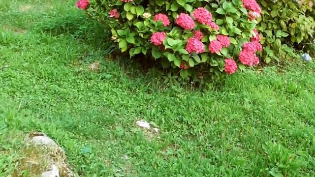 ФРАНЦИЯ! ВЛОГ8! ITALIE VLOG 8! По магазинам! Покупки! Вечер с соседями! Наши планы! смотреть онлайн