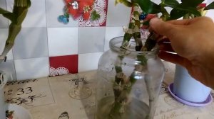 Размножение Дендробиума в воде! Эксперемент удался!