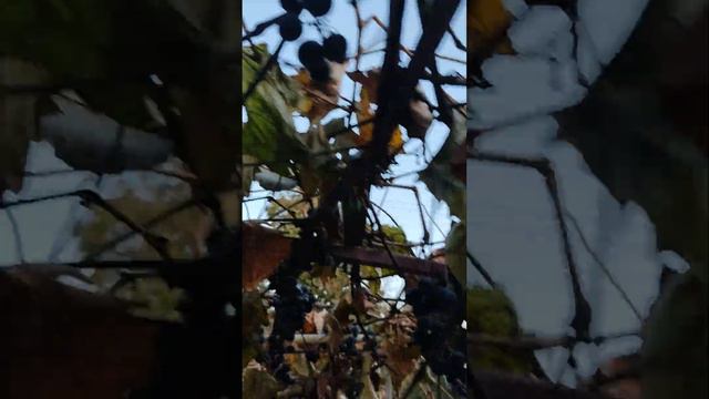 13.10.2023 год Мы ещё в деревне на даче получаем наслаждение и кот наш и мы. смотреть онлайн