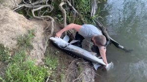 ТРОФЕЙНЫЙ ОСЕТР