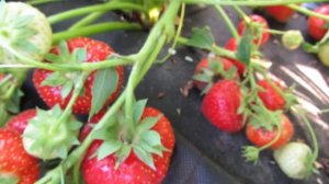 Сорт клубники Соната 2018г.