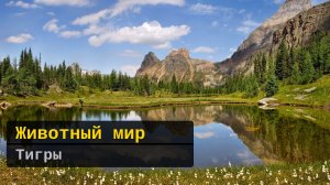 Животный мир. Тигры