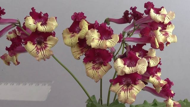 DS-Берег Кроликов. Май 2014г, Диметрис, выставка смотреть онлайн